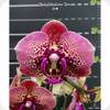 Phal. Luna Rose